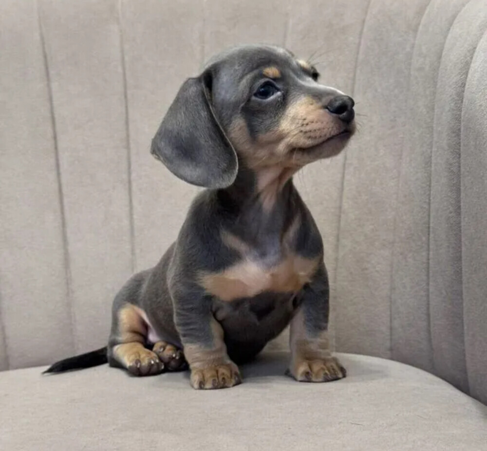 Long-Haired Dachshund Puppies for Sale in Jacksonville (FL)