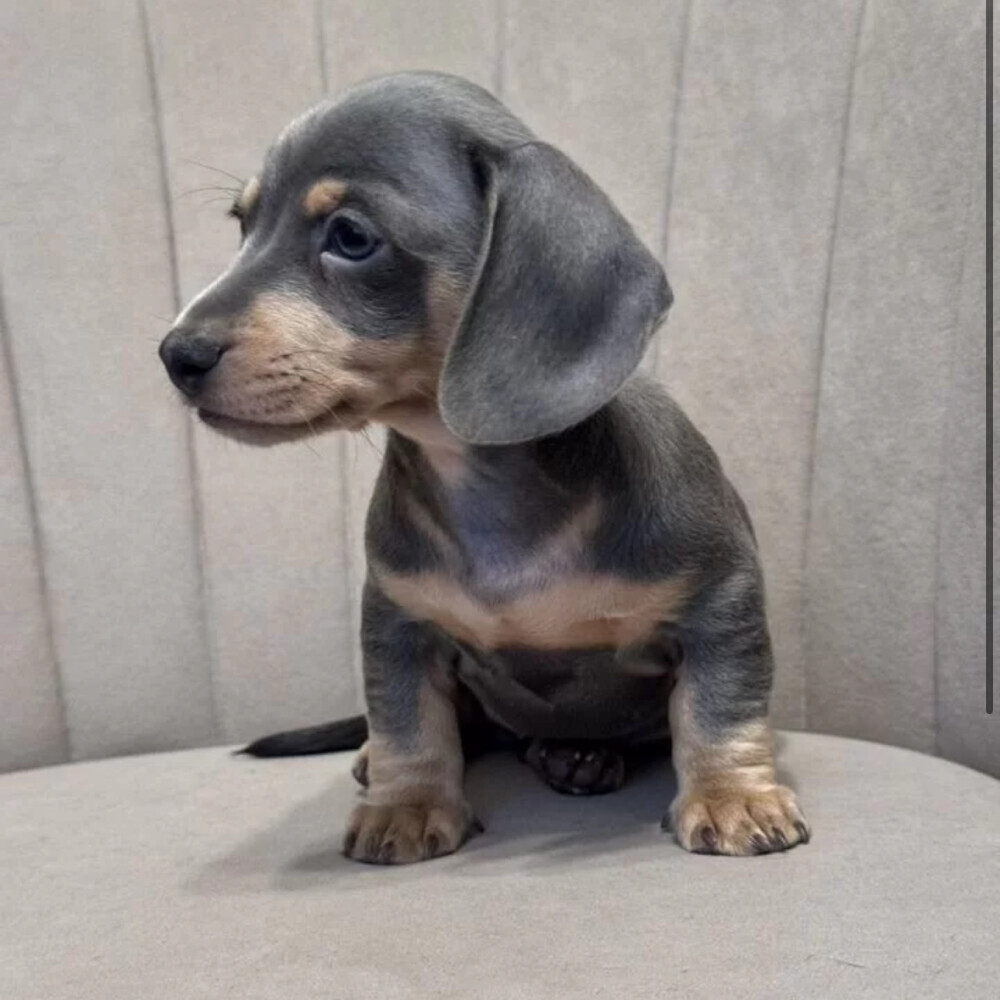 Long-Haired Dachshund Puppies for Sale in Jacksonville (FL)