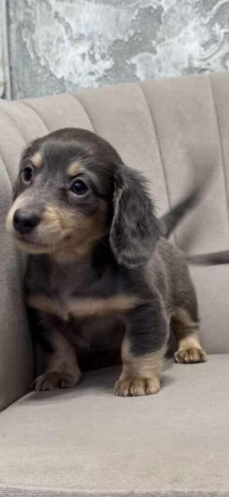 Long-Haired Dachshund Puppies for Sale in Jacksonville (FL)