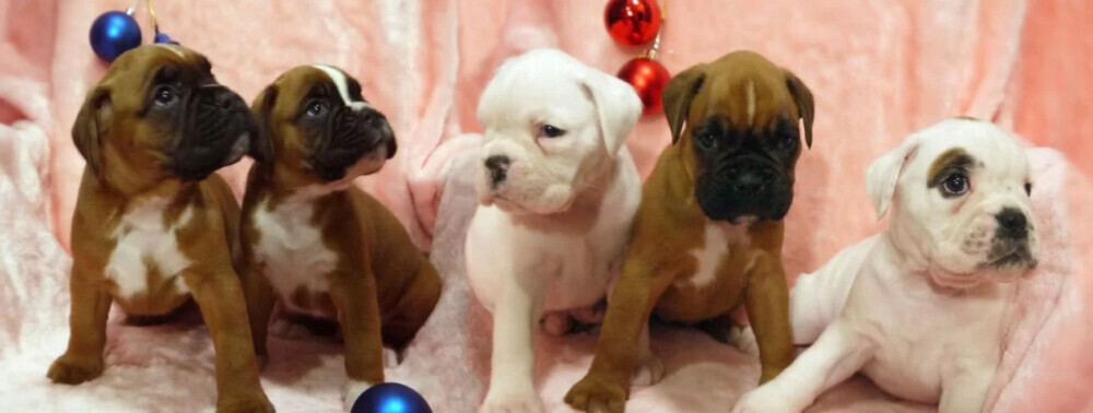 Boxer Puppies for Sale in Illinois (IL)