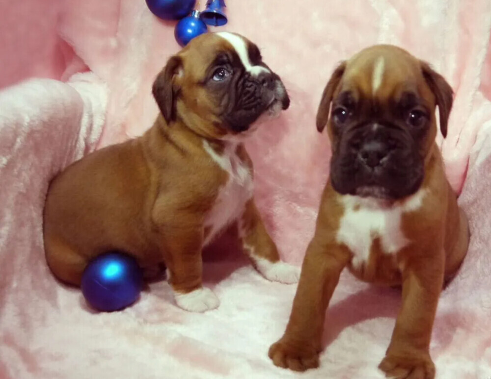 Boxer Puppies for Sale in Illinois (IL)