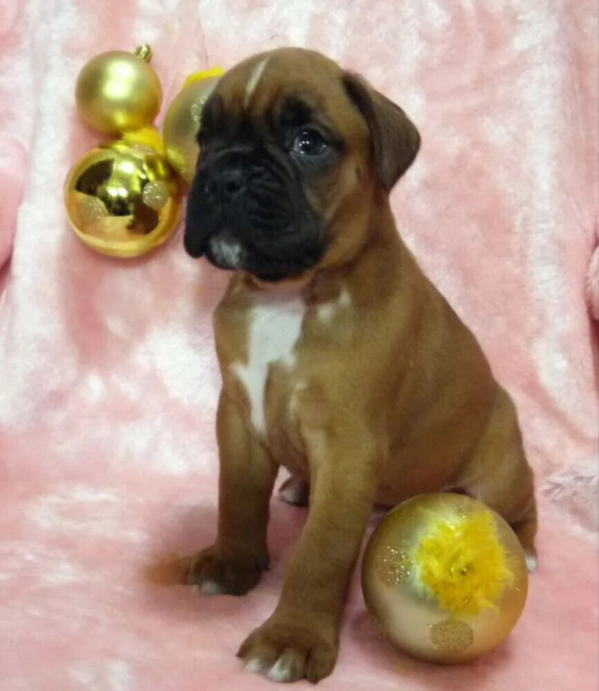 Boxer Puppies for Sale in Illinois (IL)