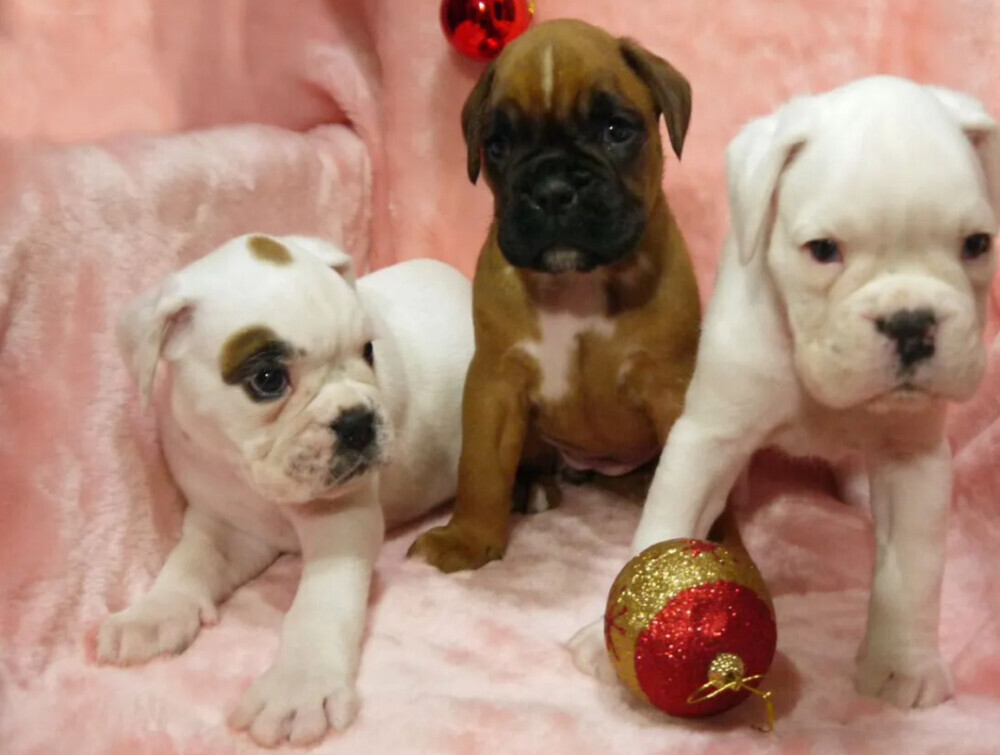 Boxer Puppies for Sale in Illinois (IL)