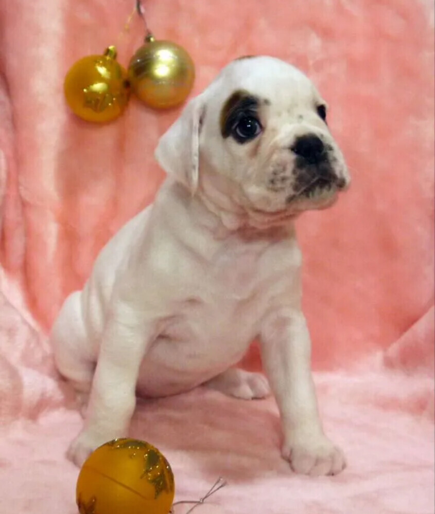 Boxer Puppies for Sale in Illinois (IL)