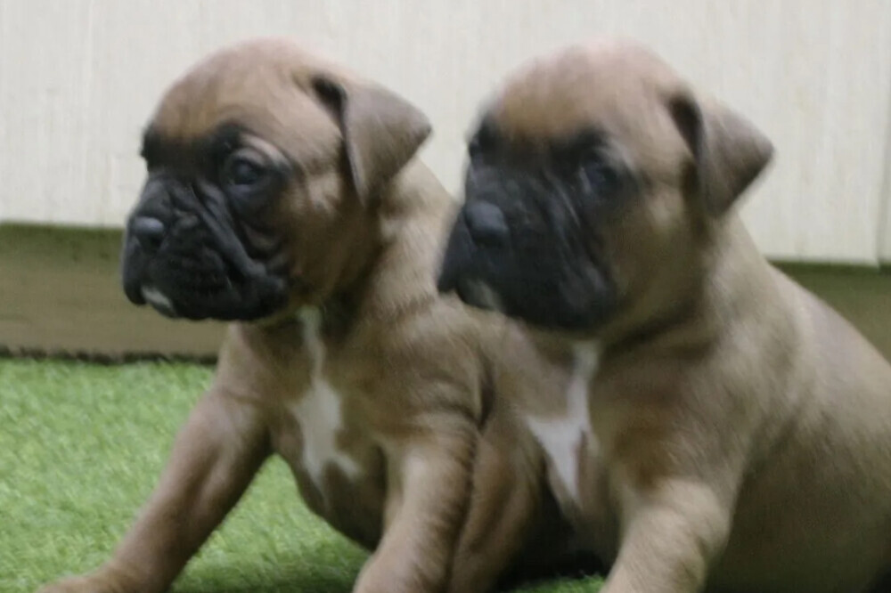 Brindle Boxer Puppies for Sale in Bronx (NY)