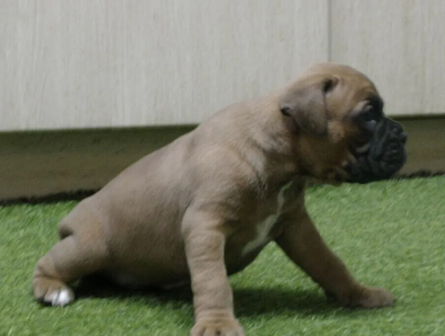 Brindle Boxer Puppies for Sale in Bronx (NY)