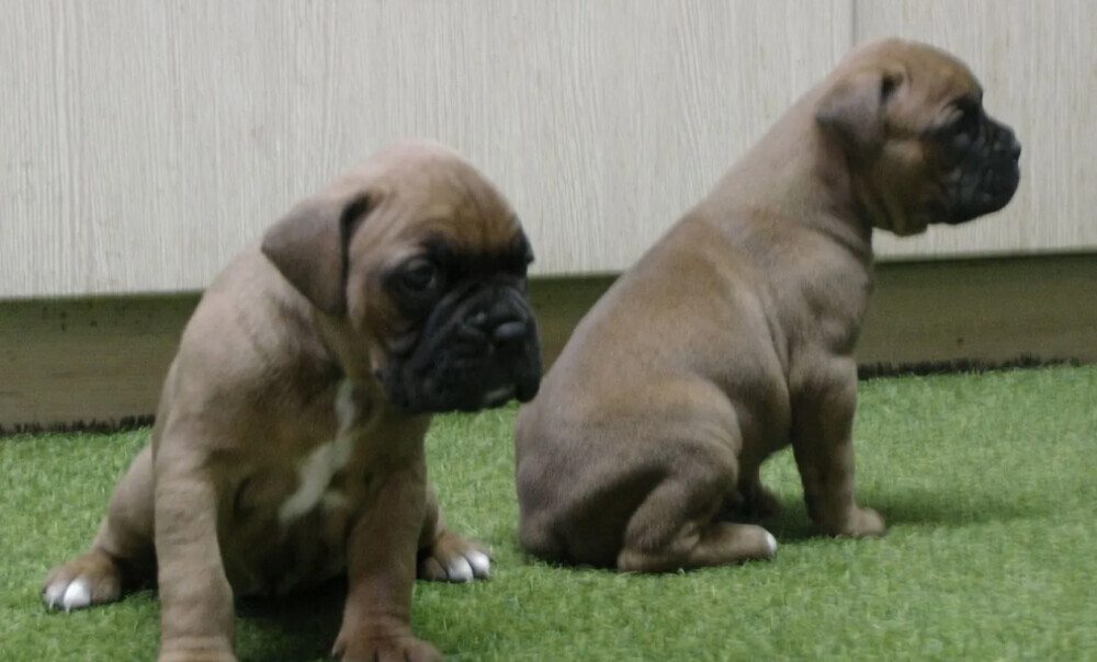 Brindle Boxer Puppies for Sale in Bronx (NY)