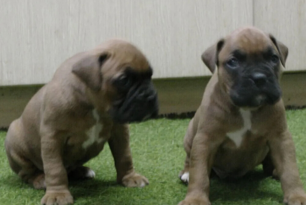 Brindle Boxer Puppies for Sale in Bronx (NY)