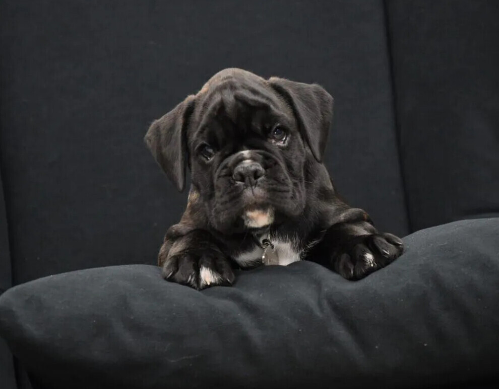Purebred Boxer Puppies for Sale in Pittsburgh (PA)