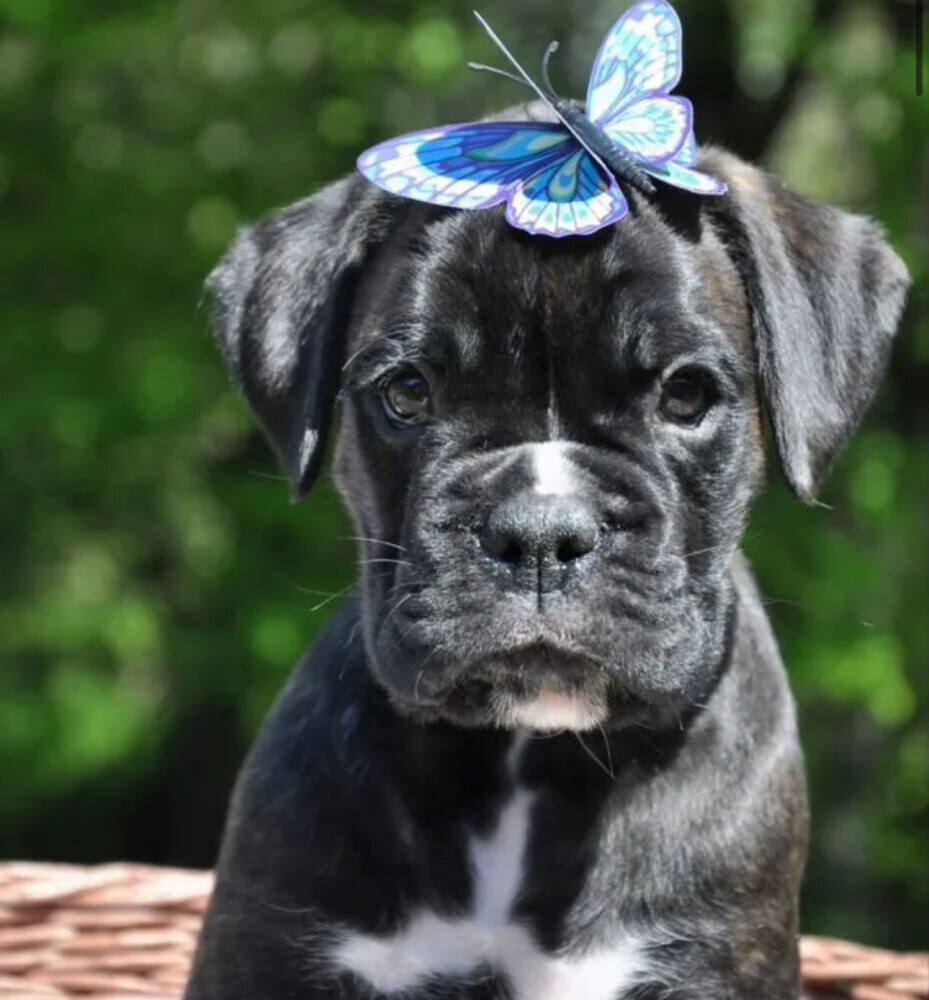Purebred Boxer Puppies for Sale in Pittsburgh (PA)