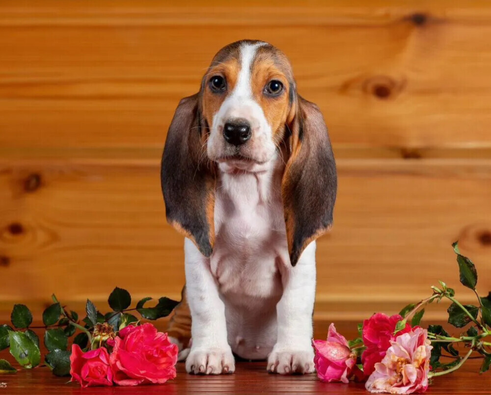 Basset Hound Puppies for Sale in Texas (TX)