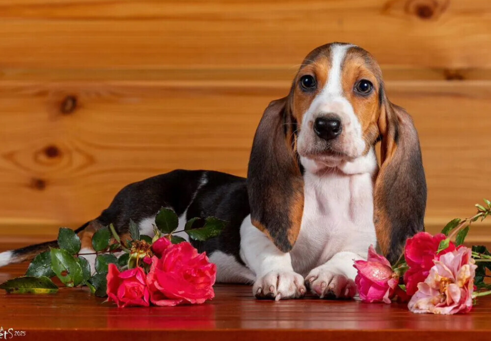 Basset Hound Puppies for Sale in Texas (TX)