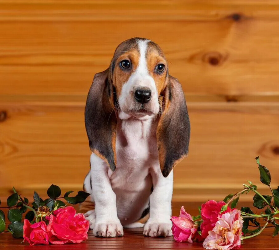 Basset Hound Puppies for Sale in Texas (TX)