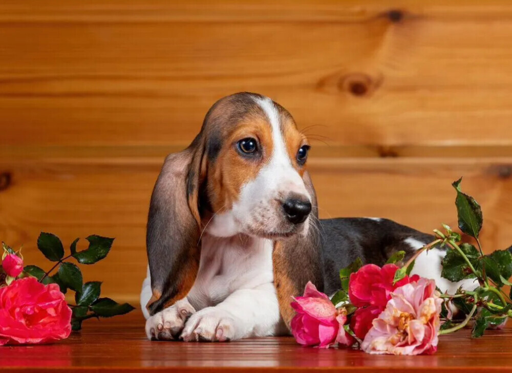 Basset Hound Puppies for Sale in Texas (TX)