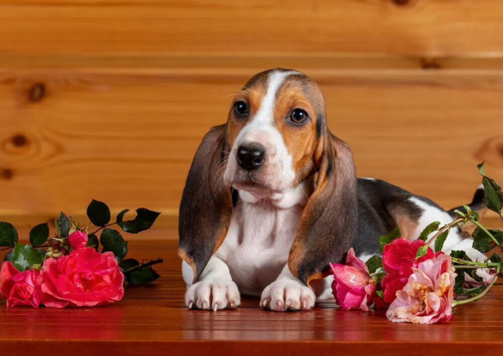 Basset Hound Puppies for Sale in Texas (TX)