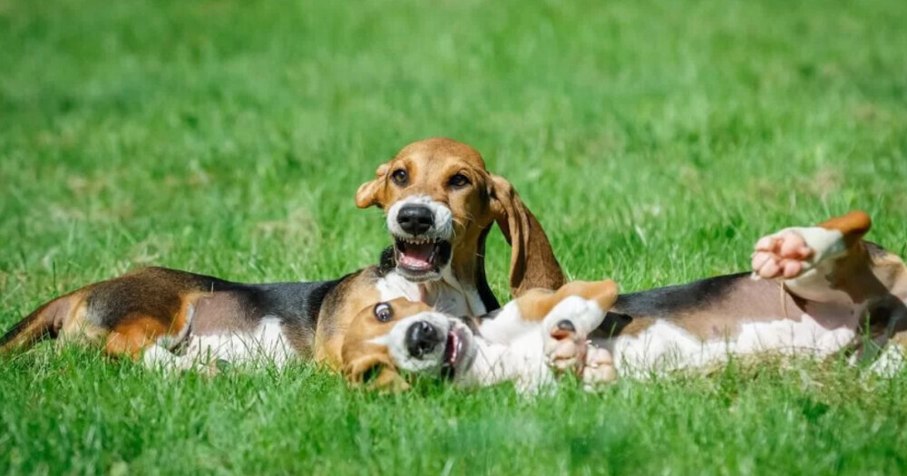 Basset Hound Puppies for Sale in California (CA)
