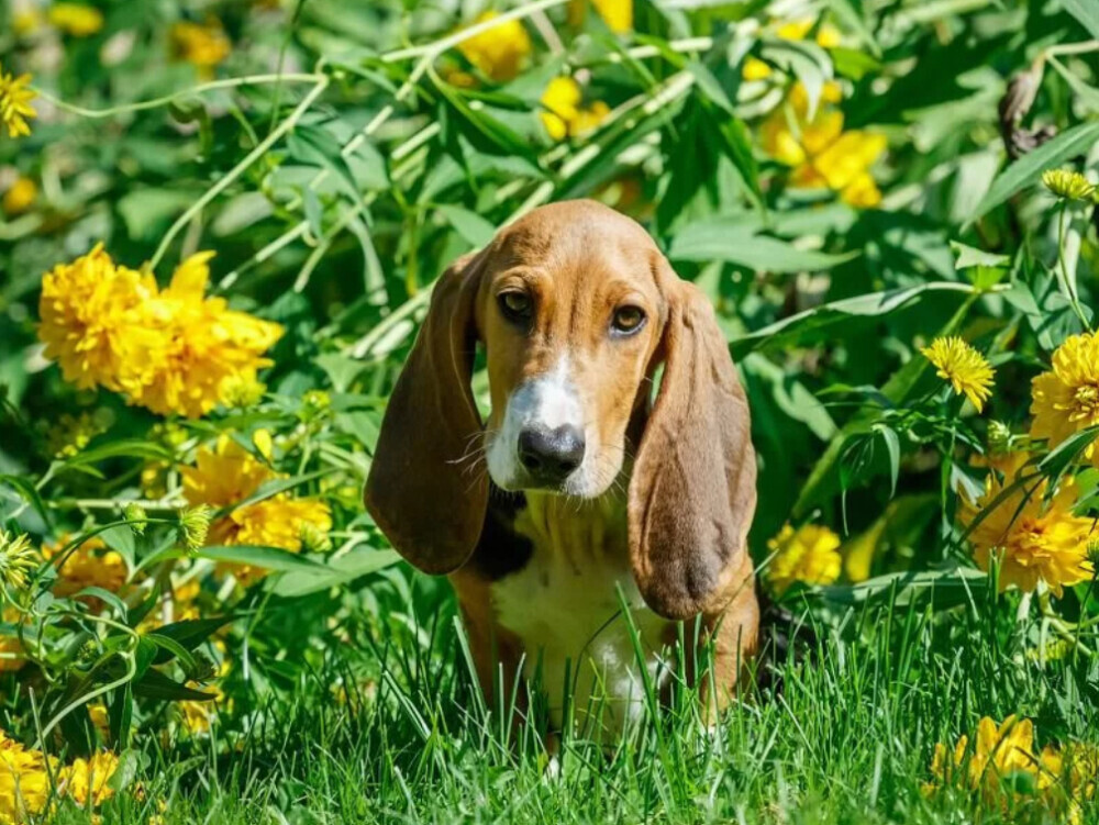 Basset Hound Puppies for Sale in California (CA)