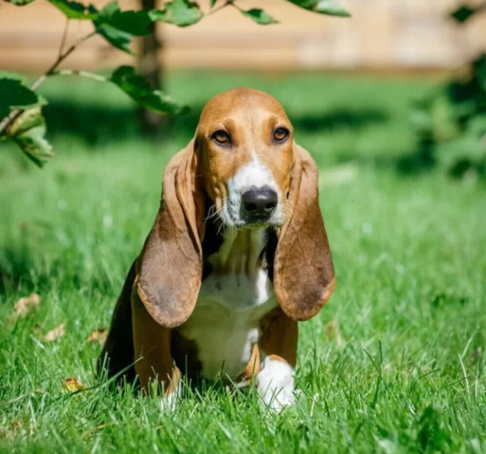 Basset Hound Puppies for Sale in California (CA)