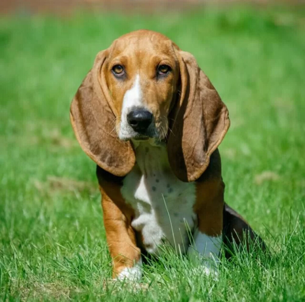 Basset Hound Puppies for Sale in California (CA)