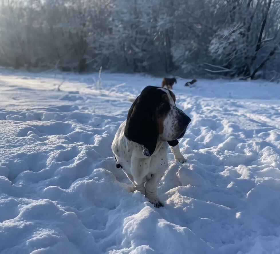 Basset Hound puppy, male, 3 months old, looking for a loving owner in Jacksonville, FL