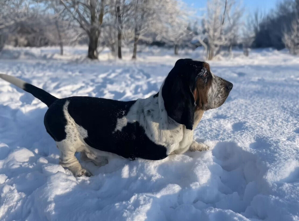 Basset Hound puppy, male, 3 months old, looking for a loving owner in Jacksonville, FL