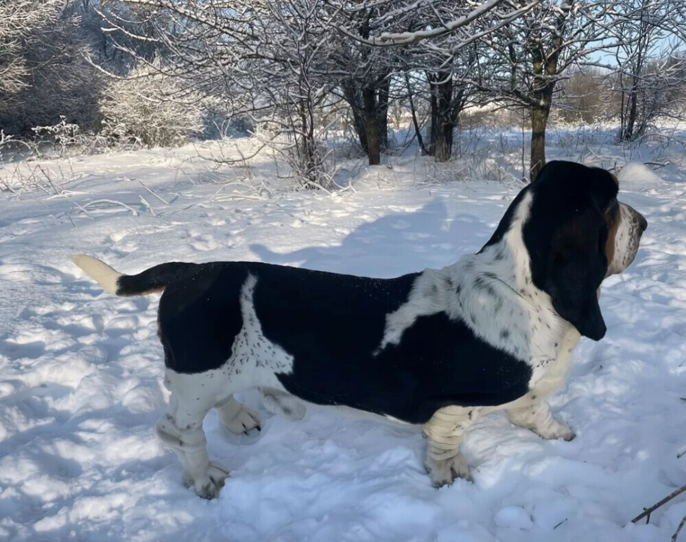 Basset Hound puppy, male, 3 months old, looking for a loving owner in Jacksonville, FL