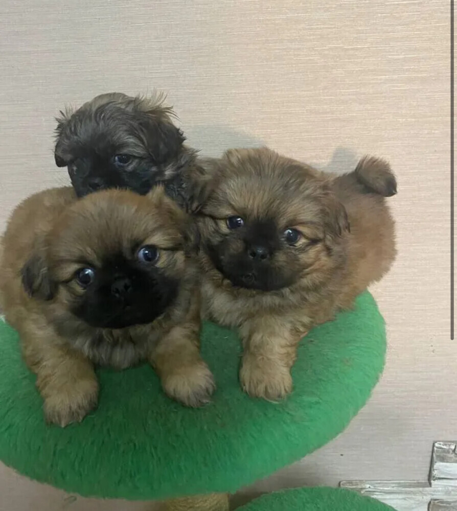 Pekingese boys for sale in Houston, TX