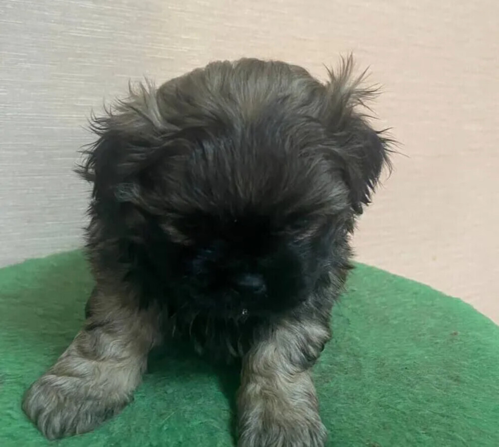 Pekingese boys for sale in Houston, TX
