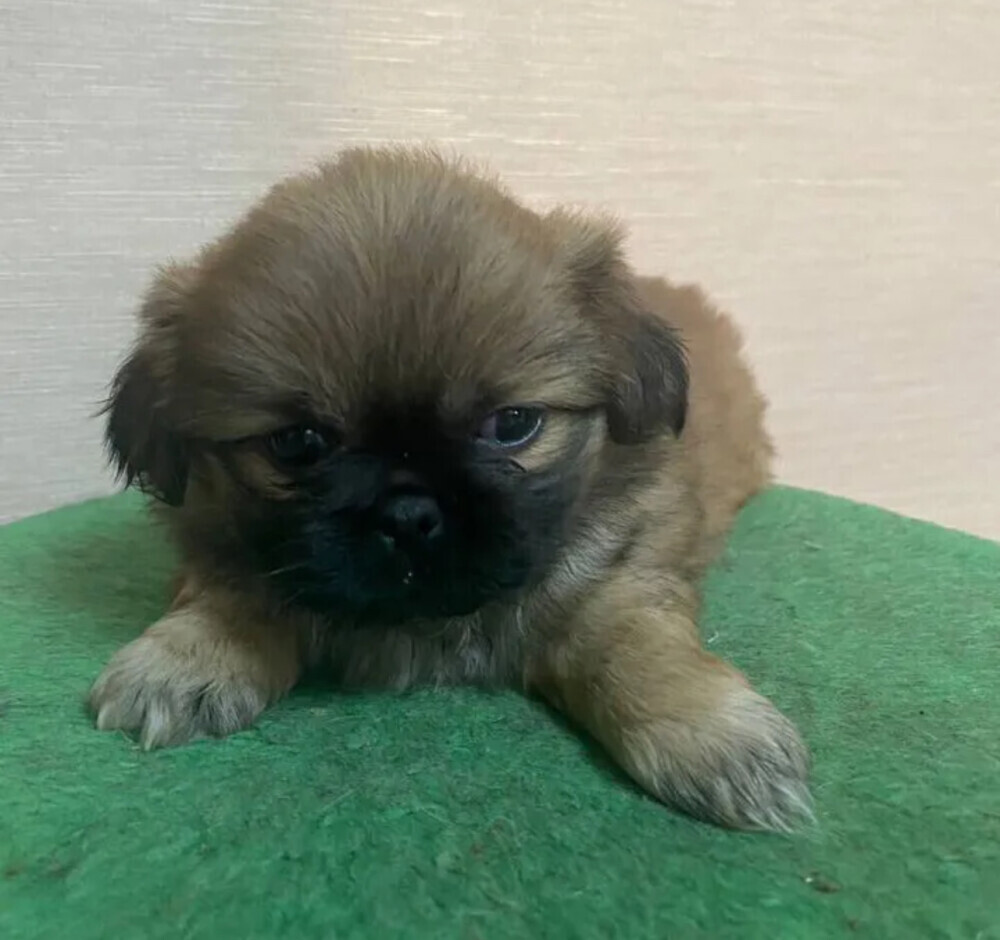 Pekingese boys for sale in Houston, TX