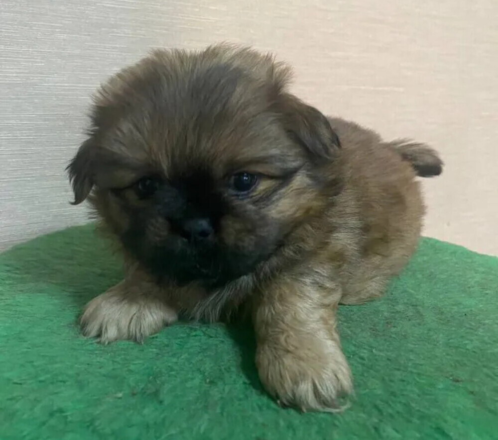 Pekingese boys for sale in Houston, TX