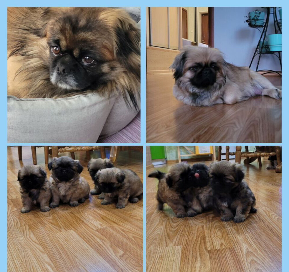 Reservation open for Pekingese puppies from the latest litter in Dallas, TX