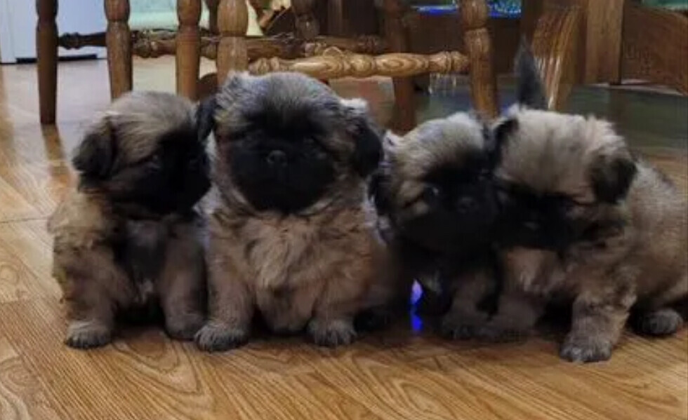 Reservation open for Pekingese puppies from the latest litter in Dallas, TX