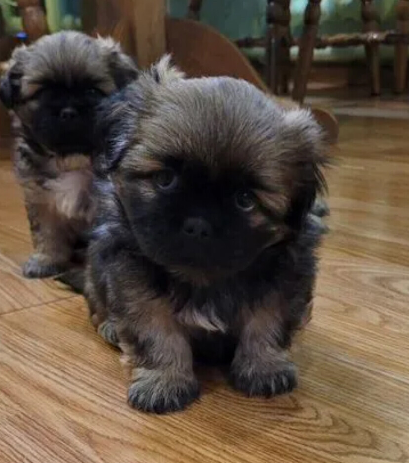 Reservation open for Pekingese puppies from the latest litter in Dallas, TX