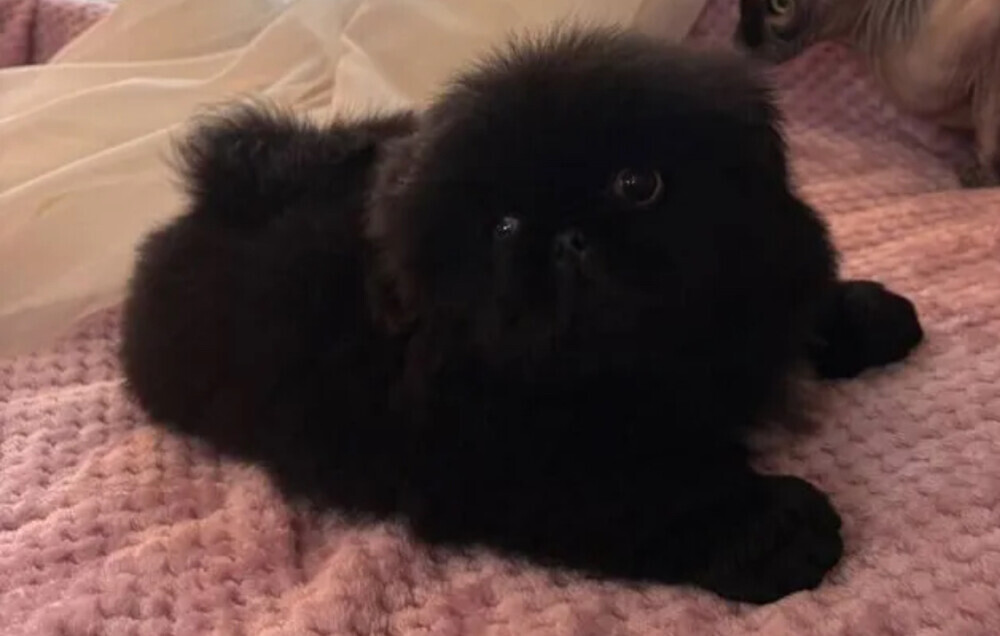 Charming white Pekingese girl looking for a home in Bronx, NY
