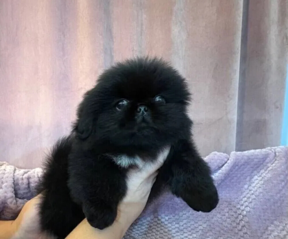 Charming white Pekingese girl looking for a home in Bronx, NY