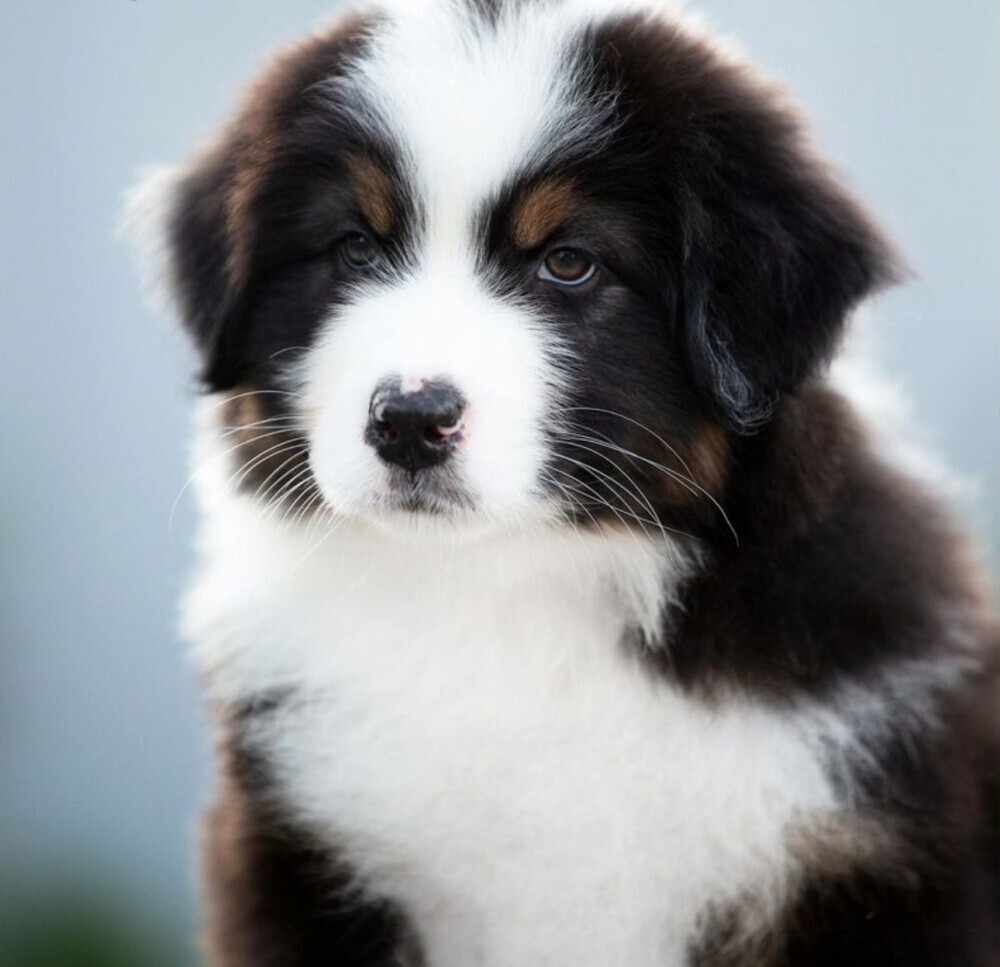 Healthy Australian Shepherd girl available in Brooklyn, NY