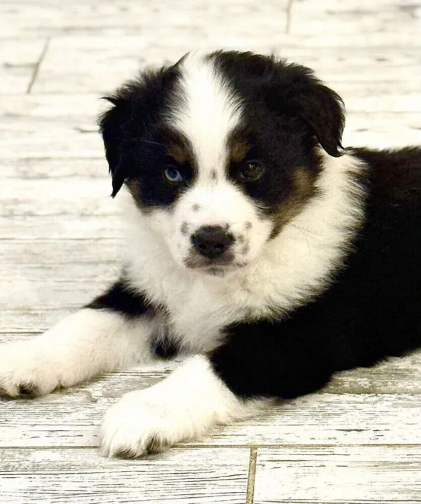 Healthy Australian Shepherd girl available in Brooklyn, NY