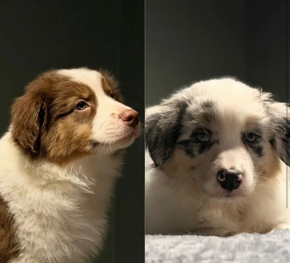 Two handsome Australian Shepherd boys for sale in New York, NY