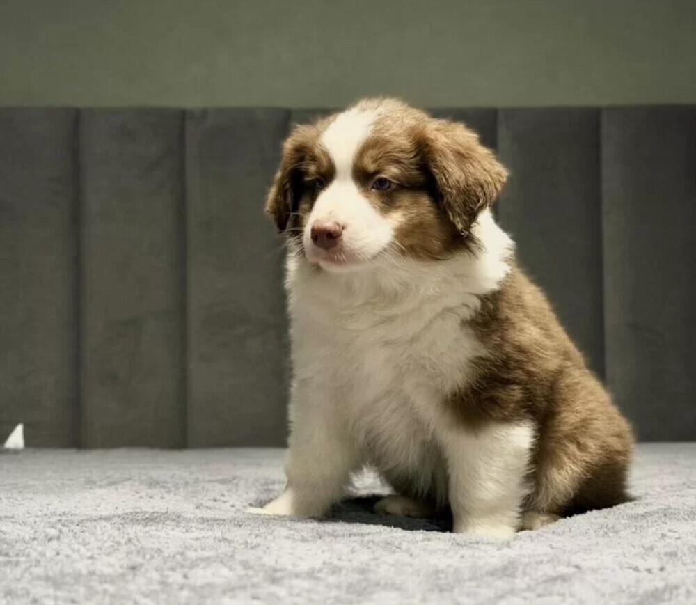 Two handsome Australian Shepherd boys for sale in New York, NY