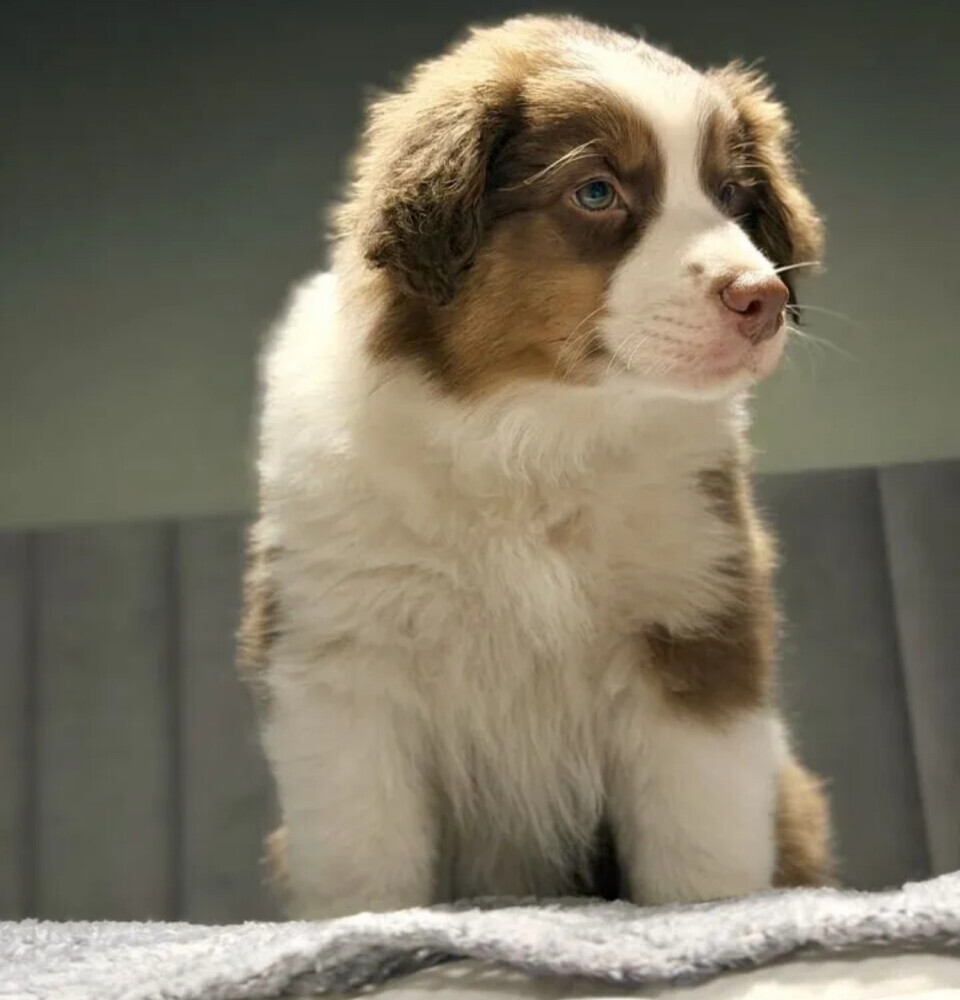 Two handsome Australian Shepherd boys for sale in New York, NY