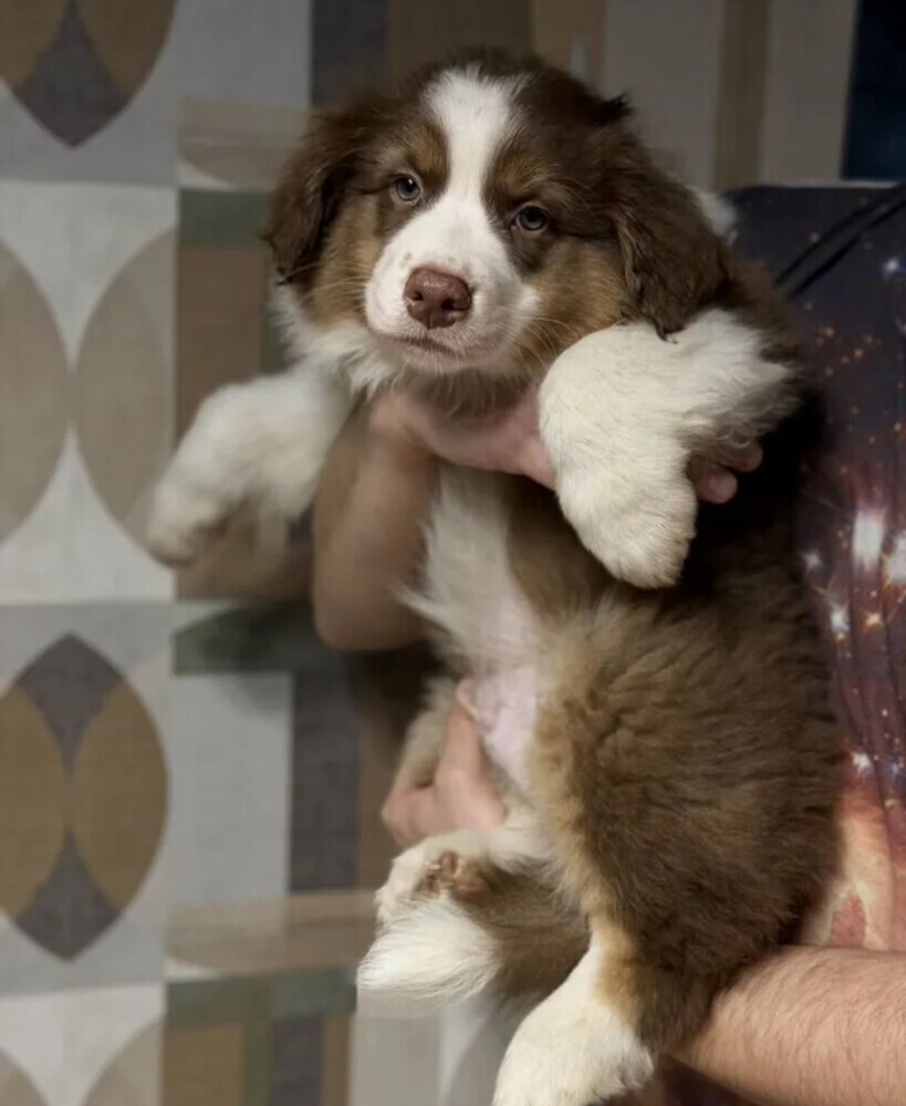Two handsome Australian Shepherd boys for sale in New York, NY