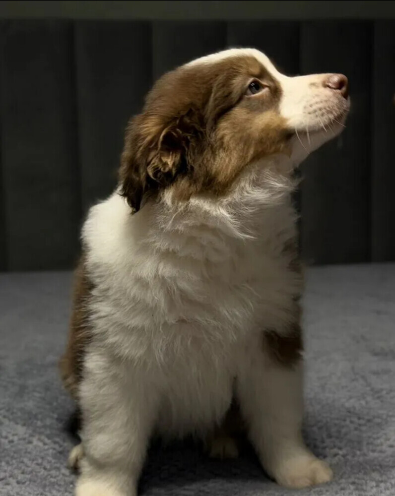 Two handsome Australian Shepherd boys for sale in New York, NY