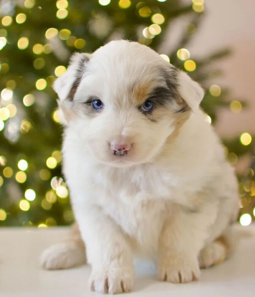 Beautiful Australian Shepherd girl looking for a home in Houston, TX