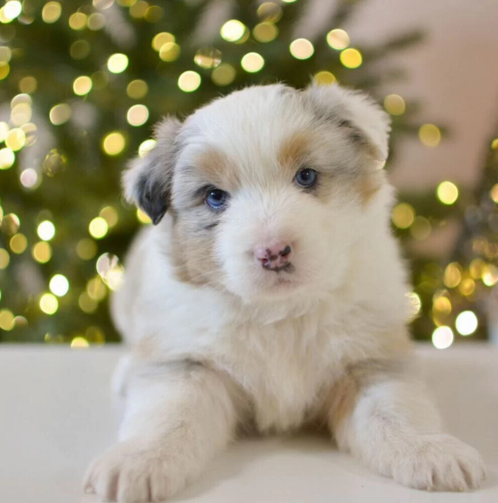 Beautiful Australian Shepherd girl looking for a home in Houston, TX