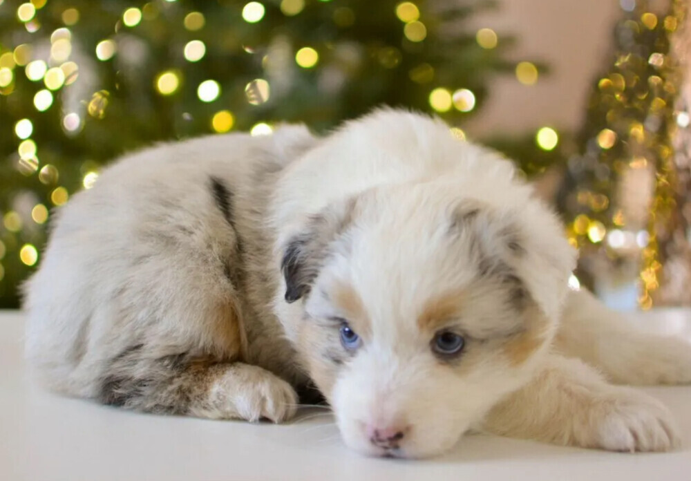 Beautiful Australian Shepherd girl looking for a home in Houston, TX