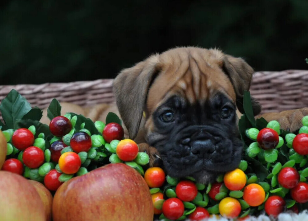 Boxer puppy for sale in Austin, TX
