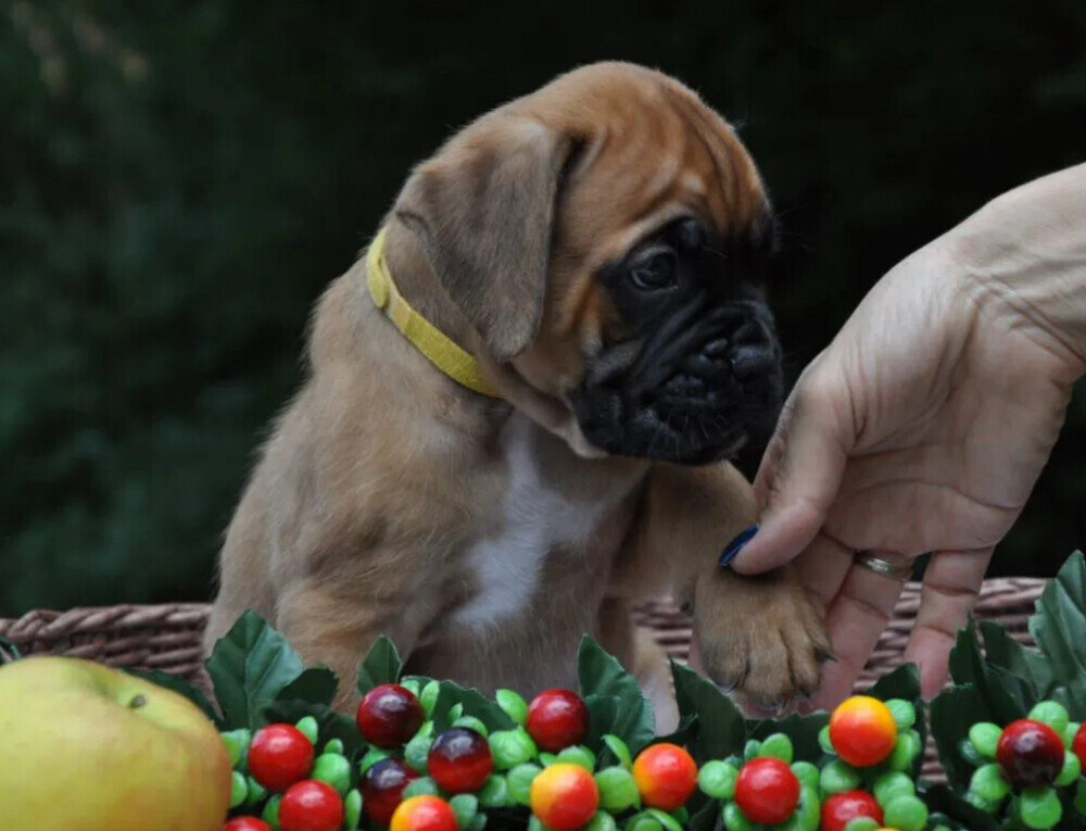 Boxer puppy for sale in Austin, TX