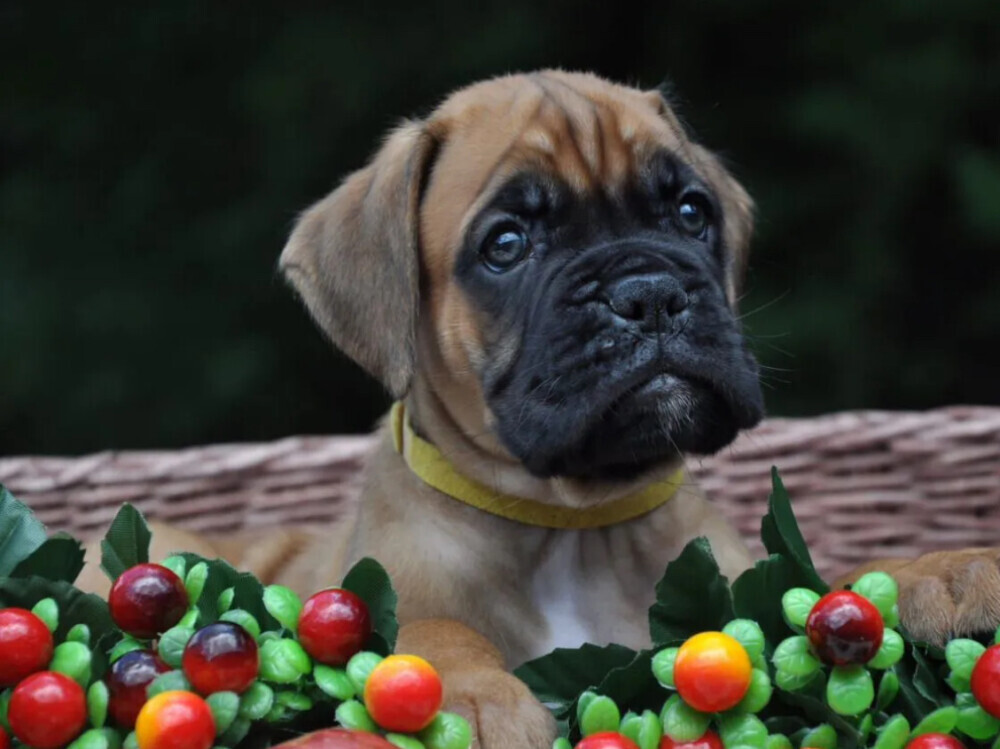 Boxer puppy for sale in Austin, TX