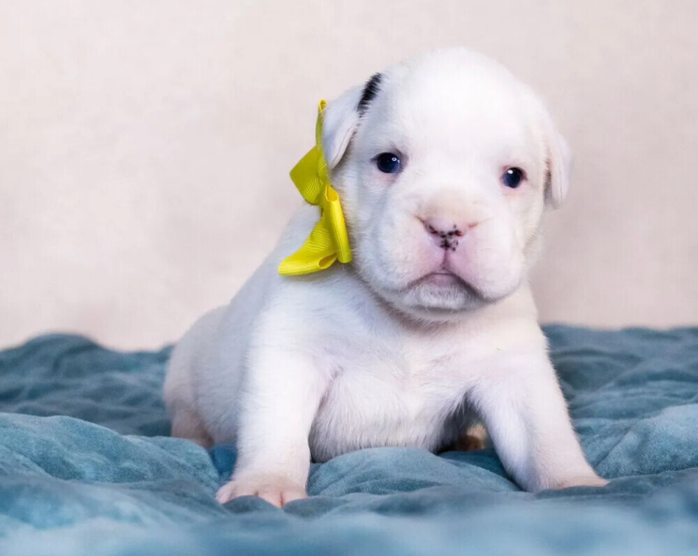 Male and female German Boxer puppies for sale in San Diego, CA