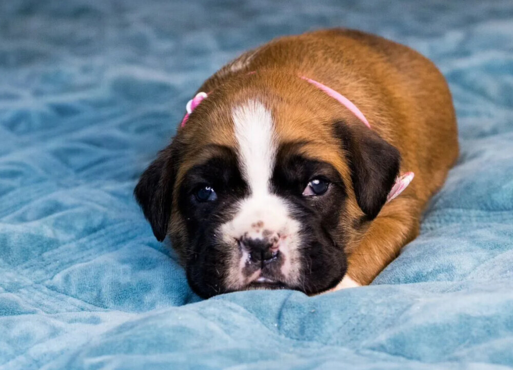 Male and female German Boxer puppies for sale in San Diego, CA